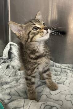 Ruby -  Domestic Short Hair Cat for Adoption in Houston, Texas - Ruby | PetCurious