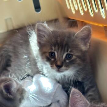 Digit -  Domestic Medium Hair Cat for Adoption in Elfin Forest, California - Digit | PetCurious
