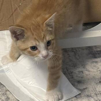 Domestic Short Hair Cats Available for Adoption in Eagle Mountain, Utah - Hopper Carter | PetCurious