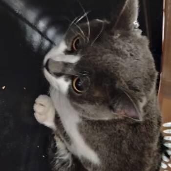 Rescue Domestic Short Hair Cats for Adoption in Summerville, South Carolina - Esther | PetCurious