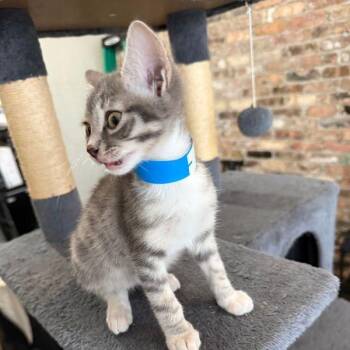 Ryan -  Domestic Short Hair Cat for Adoption in Prosper, Texas - Ryan | PetCurious