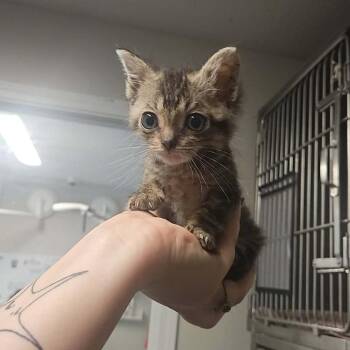 Zim -  Domestic Short Hair Cat for Adoption in Edwardsville, Illinois - Zim | PetCurious