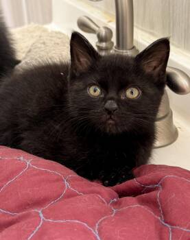 Franklin -  Domestic Short Hair Cat for Adoption in Ona, West Virginia - Franklin | PetCurious