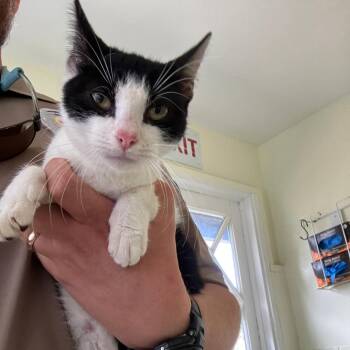 Petal (COH-A-67609) -  Domestic Short Hair Cat for Adoption in Volcano, Hawaii - Petal (COH-A-67609) | PetCurious