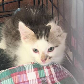 Zelma -  Domestic Medium Hair Cat for Adoption in Beaumont, Texas - Zelma | PetCurious