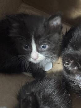 Domestic Short Hair Cats Available for Adoption in Dallas, Texas - KNIGHT | PetCurious