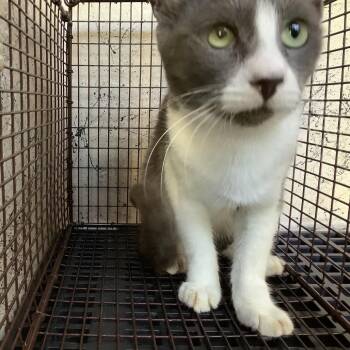 IVHS-Stray-143162 -  Domestic Short Hair Cat for Adoption in San Gabriel, California - IVHS-Stray-143162 | PetCurious