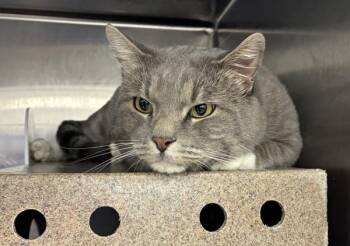 Big Grey -  Domestic Short Hair Cat for Adoption in Salt Lake City, Utah - Big Grey | PetCurious