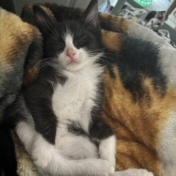 Maxy -  Domestic Medium Hair Cat for Adoption in Norman, Oklahoma - Maxy | PetCurious