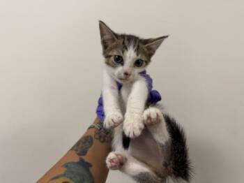 KIWI -  Domestic Short Hair Cat for Adoption in Doral, Florida - KIWI | PetCurious