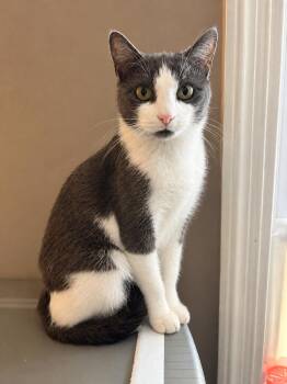Fearia -  Tuxedo Cat for Adoption in Maple Shade, New Jersey - Fearia | PetCurious
