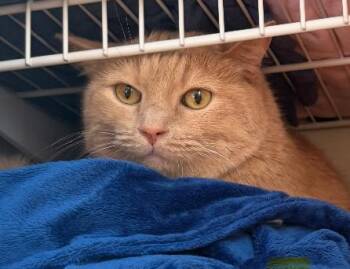 Rescue Domestic Short Hair Cats for Adoption in St. Peters, Missouri - Mouchie | PetCurious