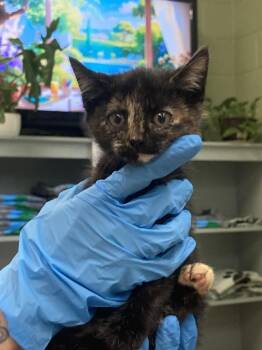 Domestic Short Hair Cats Available for Adoption in Burnsville, North Carolina - Fennel | PetCurious