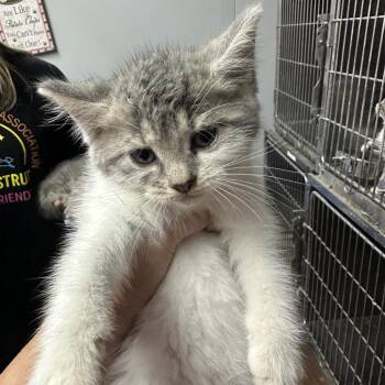 Winkie -  Domestic Short Hair Cat for Adoption in Corbin, Kentucky - Winkie | PetCurious