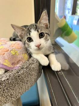 Kitten Charlie -  Domestic Short Hair Cat for Adoption in Seal Beach, California - Kitten Charlie | PetCurious