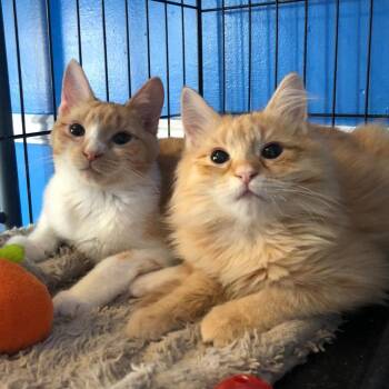 Bianca - Feral -  Domestic Medium Hair Cat for Adoption in Atoka, Tennessee - Bianca - Feral | PetCurious