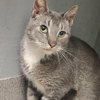 Domestic Short Hair Cats Available for Adoption in Allentown, Pennsylvania - Doodlebug | PetCurious