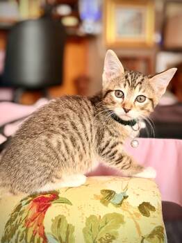 Indiana Jones -  Domestic Short Hair Cat for Adoption in Fort Worth, Texas - Indiana Jones | PetCurious