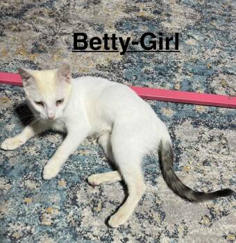 Domestic Short Hair Cats Available for Adoption in Telford, Pennsylvania - Betty (Snow White Litter) | PetCurious