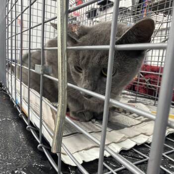 Little Grey -  Domestic Short Hair Cat for Adoption in Montgomery, Alabama - Little Grey | PetCurious