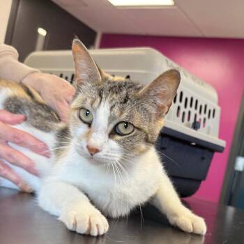 Mia -  Domestic Short Hair Cat for Adoption in Ponca City, Oklahoma - Mia | PetCurious