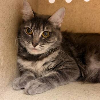 Tamagotchi -  Domestic Medium Hair Cat for Adoption in Reno, Nevada - Tamagotchi | PetCurious
