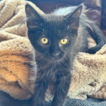 Scarlet -  Domestic Medium Hair Cat for Adoption in Kenai, Alaska - Scarlet | PetCurious
