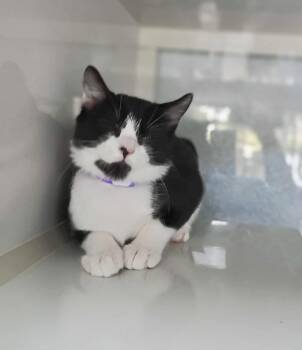 Rescue Tuxedo Cats for Adoption in Tavares, Florida - Chloe | PetCurious