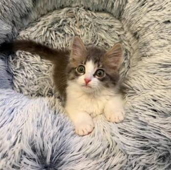 Brooky -  Domestic Long Hair Cat for Adoption in Andover, Minnesota - Brooky | PetCurious