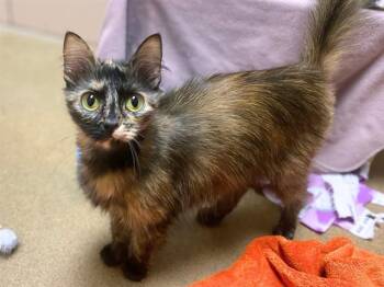 CARAMEL -  Domestic Medium Hair Cat for Adoption in Fort Wayne, Indiana - CARAMEL | PetCurious