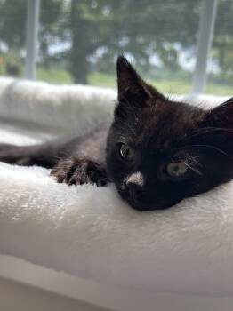 Luna -  Domestic Short Hair Cat for Adoption in Wheaton, Illinois - Luna | PetCurious