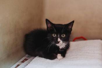 95145a Mallory -  Domestic Short Hair Cat for Adoption in North Charleston, South Carolina - 95145a Mallory | PetCurious