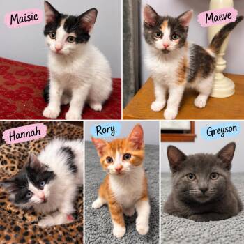Maisie, Maeve, Hannah, Rory & Greyson -  Domestic Short Hair Cat for Adoption in Westwood, New Jersey - Maisie, Maeve, Hannah, Rory & Greyson | PetCurious