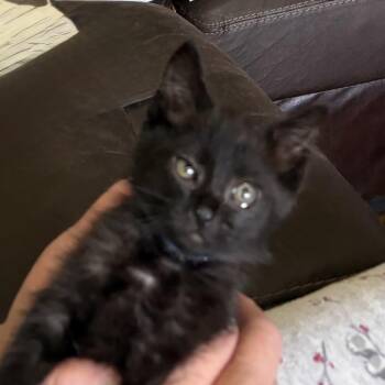 Ren -  Domestic Short Hair Cat for Adoption in Grantsville, Utah - Ren | PetCurious