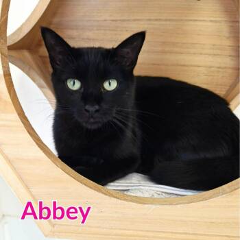 Abbey -  Domestic Short Hair Cat for Adoption in North Saint Paul, Minnesota - Abbey | PetCurious