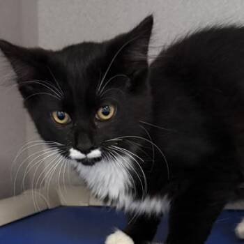 Gabriella -  Domestic Short Hair Cat for Adoption in Lansing, Michigan - Gabriella | PetCurious