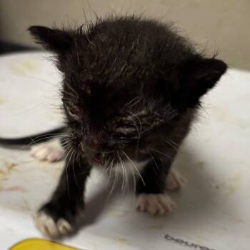Thunder -  Domestic Short Hair Cat for Adoption in Yuma, Arizona - Thunder | PetCurious