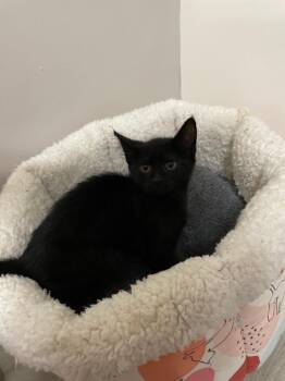 Domestic Short Hair Cats Available for Adoption - *Florian | PetCurious