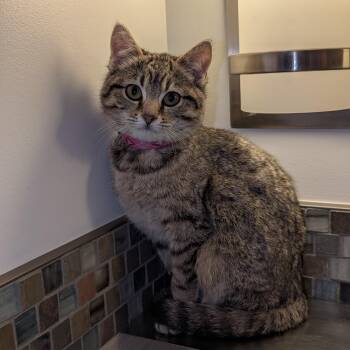 Domestic Short Hair Cats Available for Adoption - Roxanne | PetCurious