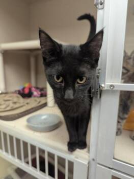 Catwoman - I AM AT PetSmart Framingham -  Domestic Short Hair Cat for Adoption in East Brookfield, Massachusetts - Catwoman - I AM AT PetSmart Framingham | PetCurious