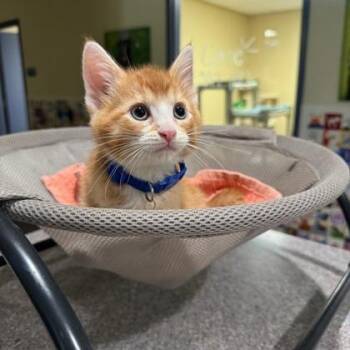 Domestic Short Hair Cats Available for Adoption in Quincy, Illinois - Eenie | PetCurious