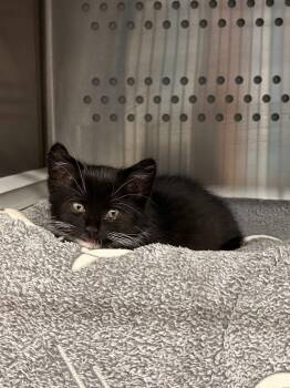 Dumpling -  Domestic Short Hair Cat for Adoption in Minot, North Dakota - Dumpling | PetCurious