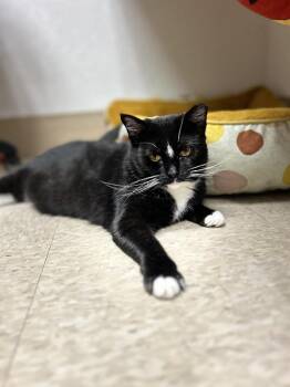 Sweet Pea -  Domestic Short Hair Cat for Adoption in Temperance, Michigan - Sweet Pea | PetCurious