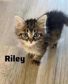 American Shorthair Cats Available for Adoption in Shrewsbury, Massachusetts - Riley | PetCurious
