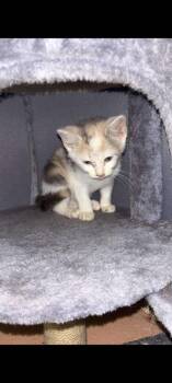 Tulip -  Domestic Short Hair Cat for Adoption in Cromwell, Kentucky - Tulip | PetCurious