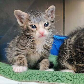 Rescue Domestic Short Hair Cats for Adoption in Palestine, Texas - Ellie Mae | PetCurious