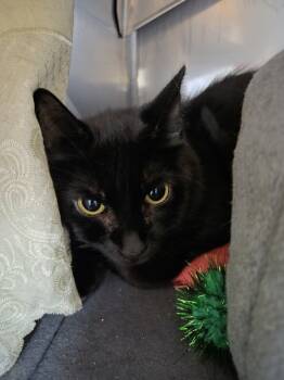 Rescue Domestic Short Hair Cats for Adoption in Kingston, New York - Palette | PetCurious