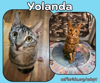 Rescue Tabby and Domestic Short Hair Cats for Adoption in Pensacola, Florida - Yolanda - Goddess Of Churu | PetCurious