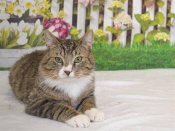 Domestic Short Hair Cats Available for Adoption in Oroville, California - CHOCO FLAN | PetCurious