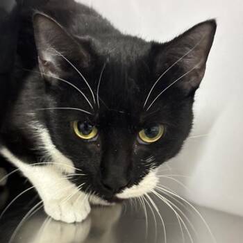 Rescue Domestic Short Hair Cats for Adoption in New York, New York - Little Foot | PetCurious